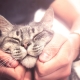Katzen